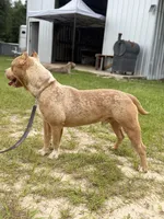 WBB DUSKY SKIES WBB, a male American Bully for sale in Youngstown, FL – 4 of 5