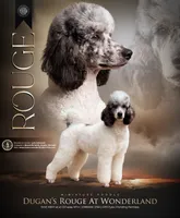 Rouge • Proven • FULL AKC, a female Poodle - Miniature  for sale in Youngstown, FL – 1 of 1