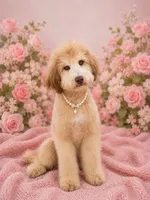 Brandy, a female Bernedoodle for sale in Youngstown, FL – 1 of 3