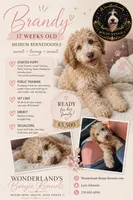 Brandy, a female Bernedoodle for sale in Youngstown, FL – 2 of 3