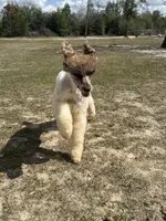 DUGAN'S FISHIN FOR MAHI IN WONDERLAND, a male Poodle - Standard  for sale in Youngstown, FL – 5 of 9
