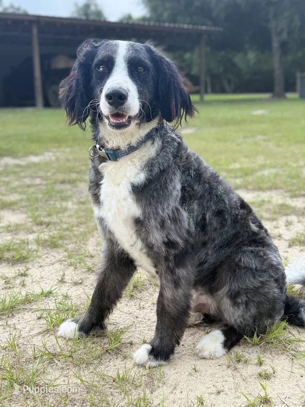 Buddy -  Basic Trained Adult – Bernedoodle puppy for sale in Youngstown, FL