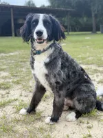 Buddy -  Basic Trained Adult, a male Bernedoodle for sale in Youngstown, FL – 1 of 3