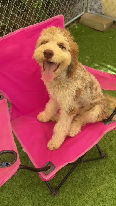 Cosmo, a female Bernedoodle for sale in Youngstown, FL – 2 of 2