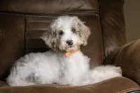 Tru, a female Miniature Bernedoodle for sale in Youngstown, FL – 5 of 6