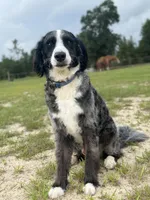 Buddy -  Basic Trained Adult, a male Bernedoodle for sale in Youngstown, FL – 3 of 3