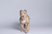 Luxe, a female American Bully for sale in Youngstown, FL – 3 of 5