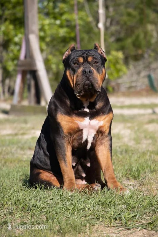Sausage - XL Bully – American Bully puppy for sale in Youngstown, FL