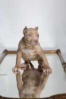 Luxe, a female American Bully for sale in Youngstown, FL – 4 of 5