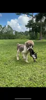 DUGAN'S FISHIN FOR MAHI IN WONDERLAND, a male Poodle - Standard  for sale in Youngstown, FL – 9 of 9