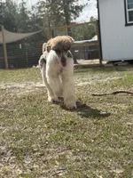 DUGAN'S FISHIN FOR MAHI IN WONDERLAND, a male Poodle - Standard  for sale in Youngstown, FL – 4 of 9