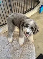 F1b Standard Sheepadoodles, a  Sheepadoodle for sale in Youngstown, FL – 2 of 8