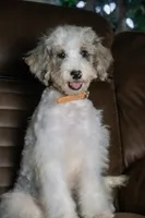 Tru, a female Miniature Bernedoodle for sale in Youngstown, FL – 3 of 6