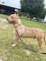 WBB DUSKY SKIES WBB, a male American Bully for sale in Youngstown, FL – 5 of 5