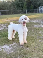Multigen Sheepadoodle Litter, a female Sheepadoodle for sale in Youngstown, FL – 1 of 7