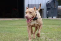 Luxury , a female American Bully for sale in Youngstown, FL – 4 of 6