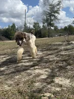 DUGAN'S FISHIN FOR MAHI IN WONDERLAND, a male Poodle - Standard  for sale in Youngstown, FL – 7 of 9