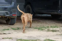 Luxury , a female American Bully for sale in Youngstown, FL – 6 of 6
