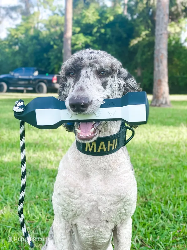DUGAN'S FISHIN FOR MAHI IN WONDERLAND – Poodle - Standard  puppy for sale in Youngstown, FL