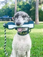 DUGAN'S FISHIN FOR MAHI IN WONDERLAND, a male Poodle - Standard  for sale in Youngstown, FL – 1 of 9