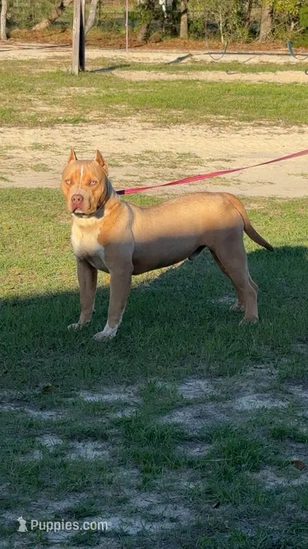 WBB DUSKY SKIES & 51FK LUXURY OF WBB – American Bully puppy for sale in Youngstown, FL