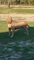 WBB DUSKY SKIES & 51FK LUXURY OF WBB, a female American Bully for sale in Youngstown, FL – 1 of 1