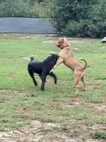 WBB DUSKY SKIES WBB, a male American Bully for sale in Youngstown, FL – 7 of 10