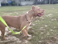 WBB DUSKY SKIES WBB, a male American Bully for sale in Youngstown, FL – 10 of 10