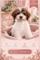Mocha - TRAINED, a male Miniature Bernedoodle for sale in Youngstown, FL – 3 of 3