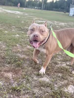 WBB DUSKY SKIES WBB, a male American Bully for sale in Youngstown, FL – 9 of 10