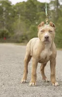 Luxe, a female American Bully for sale in Youngstown, FL – 2 of 5