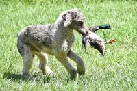 DUGAN'S FISHIN FOR MAHI IN WONDERLAND, a male Poodle - Standard  for sale in Youngstown, FL – 8 of 9