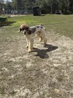DUGAN'S FISHIN FOR MAHI IN WONDERLAND, a male Poodle - Standard  for sale in Youngstown, FL – 6 of 9