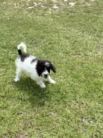 Biscotti, a male Miniature Bernedoodle for sale in Youngstown, FL – 2 of 2