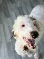 Multigen Sheepadoodle Litter, a female Sheepadoodle for sale in Youngstown, FL – 3 of 7