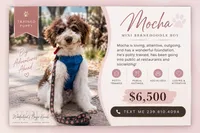 Mocha - TRAINED, a male Miniature Bernedoodle for sale in Youngstown, FL – 2 of 3