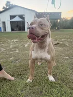 WBB DUSKY SKIES WBB, a male American Bully for sale in Youngstown, FL – 3 of 10