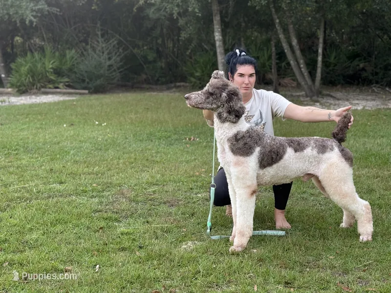 MAHI - Breeding – Poodle - Standard  puppy for sale in Youngstown, FL