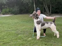 MAHI - Breeding, a male Poodle - Standard  for sale in Youngstown, FL – 1 of 9