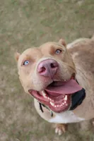 Luxury , a female American Bully for sale in Youngstown, FL – 3 of 6