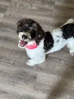 Biscotti - TRAINED, a male Miniature Bernedoodle for sale in Youngstown, FL – 7 of 8