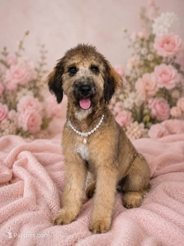 Sangria – Bernedoodle puppy for sale in Youngstown, FL