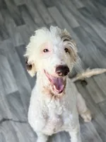 Multigen Sheepadoodle Litter, a female Sheepadoodle for sale in Youngstown, FL – 2 of 7