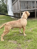 WBB DUSKY SKIES WBB, a male American Bully for sale in Youngstown, FL – 3 of 5