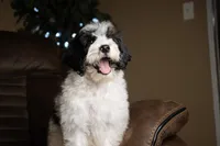 Brulee, a male Bernedoodle for sale in Youngstown, FL – 2 of 3