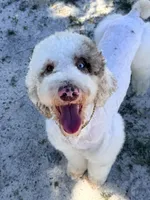 Multigen Sheepadoodle Litter, a female Sheepadoodle for sale in Youngstown, FL – 6 of 7