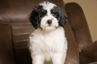 Brulee, a male Bernedoodle for sale in Youngstown, FL – 3 of 3
