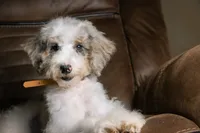 Tru, a female Miniature Bernedoodle for sale in Youngstown, FL – 4 of 6