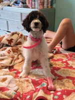 Biscotti - TRAINED, a male Miniature Bernedoodle for sale in Youngstown, FL – 6 of 8