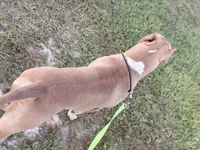 WBB DUSKY SKIES WBB, a male American Bully for sale in Youngstown, FL – 4 of 10
